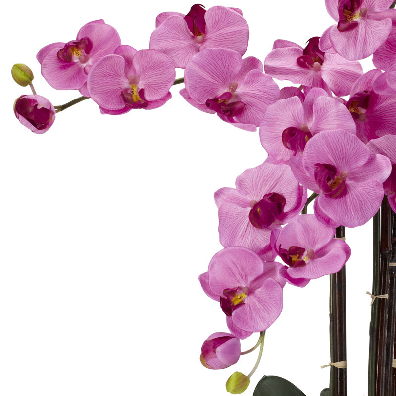 Orchidées phalaenopsis dans un vase, Mauve