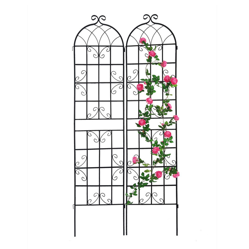 Doranna 86.7'' H x 40'' W Metal Arched Trellis