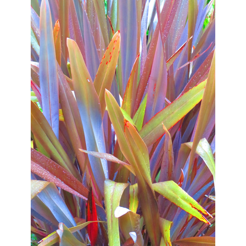 Swords Of Nature Print by Drew Gaffney, 21.25" H x 17.25" W x 0.875" D