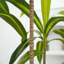 Annetraud 150cm Plant