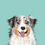 "australian berger ii" , impression sur toile tendue-19741958-75092570-74753271