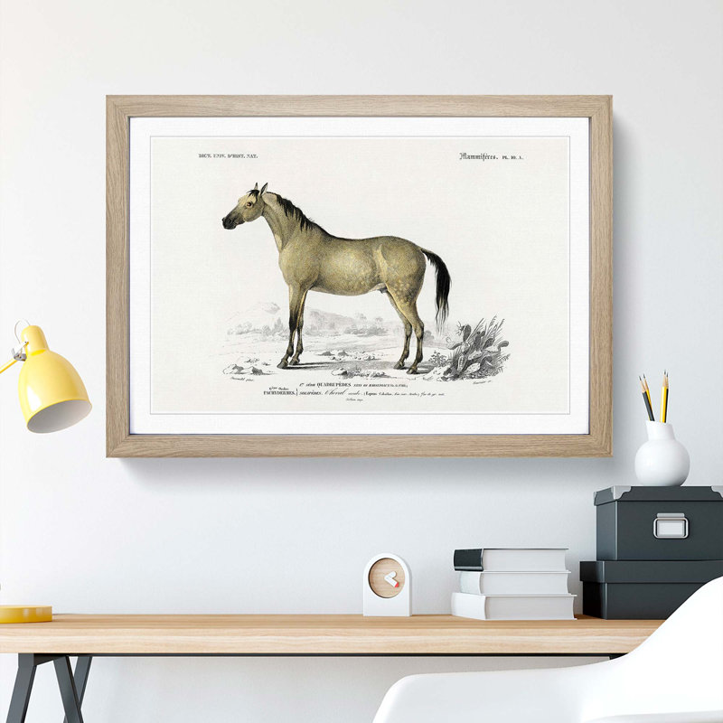 Horse Illustration PL.10a by Charles dOrbigny - Framed Print, 27cm H x 36cm W x 2cm D, Oak Framed