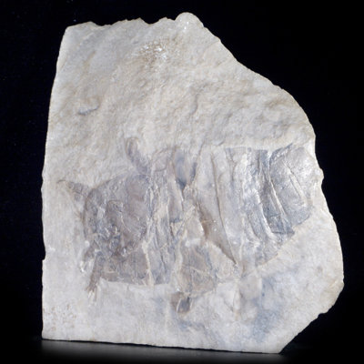 Assiette fossile Eurypterid. Lang's Quarry, Herkimer County, New York