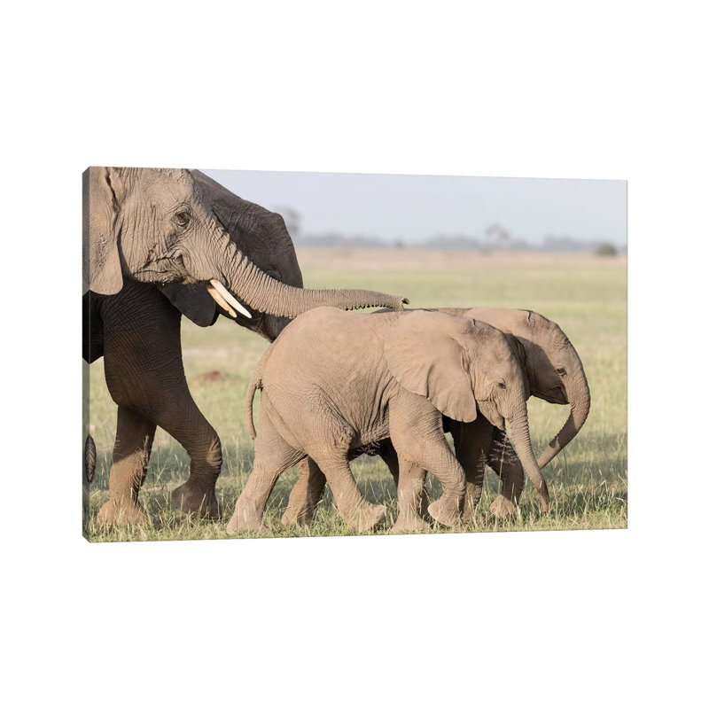 Africa, Kenya, Amboseli National Park. Close-Up Of Elephants Walking by Jaynes Gallery - Wrapped Canvas Print