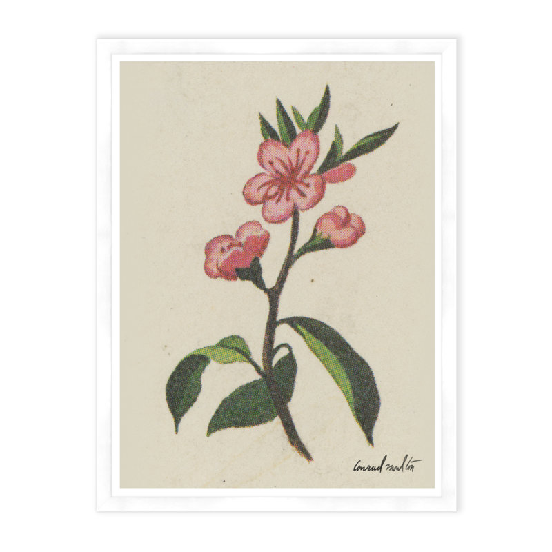 Cherry Blossom Print