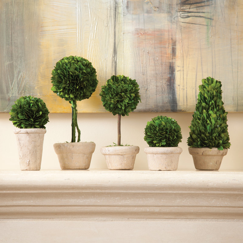Preserved Boxwood 5 Piece Topiary Set