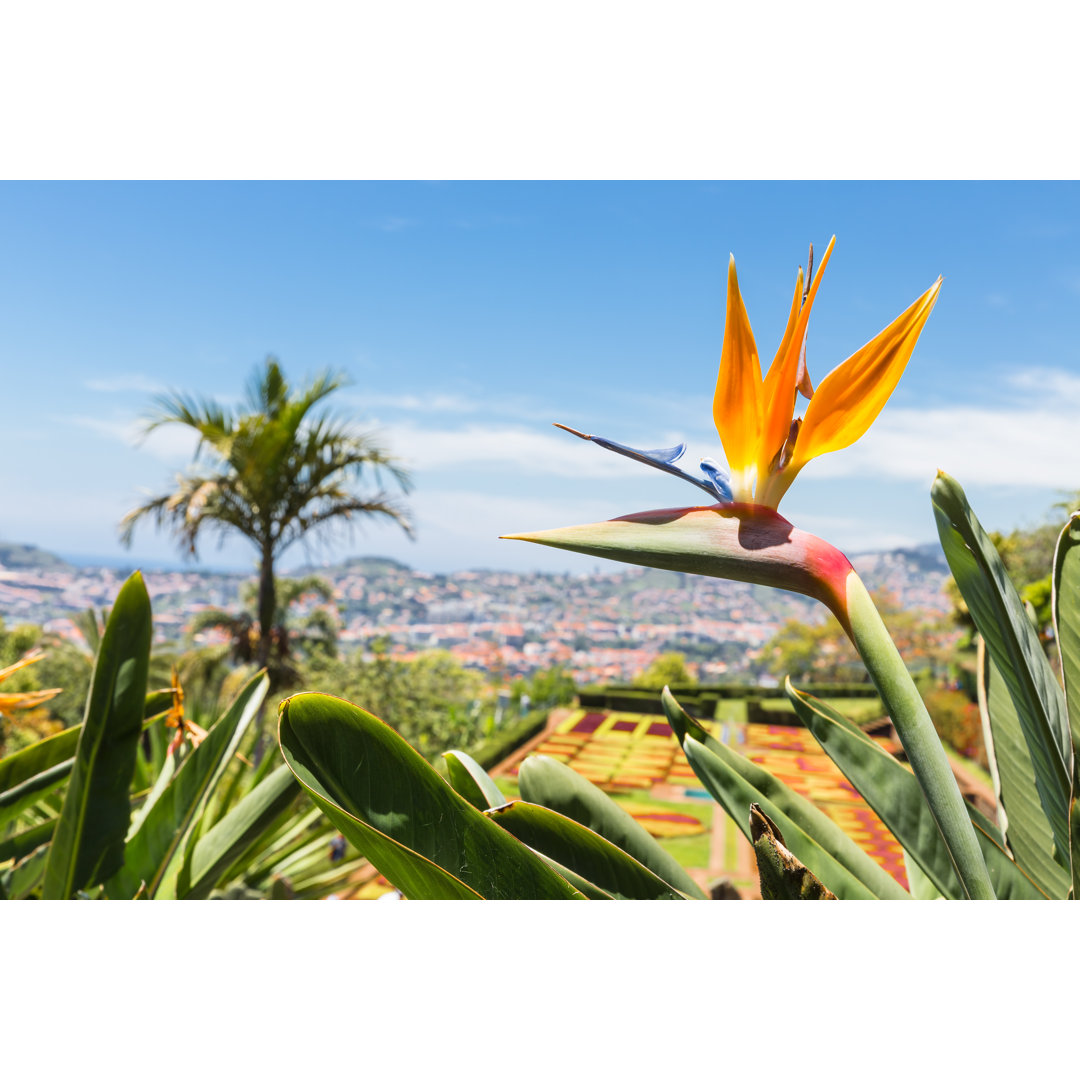 Strelitzia In Botanical Garden Of Funchal At Madeira Island - Wrapped Canvas Print
