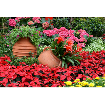Parterre de fleurs avec gallipot - Photographie sur toile tendue
