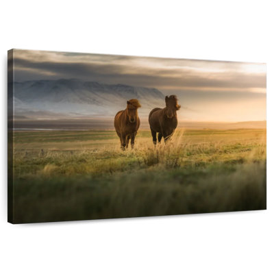 Brampt Wandering Icelandic Horses