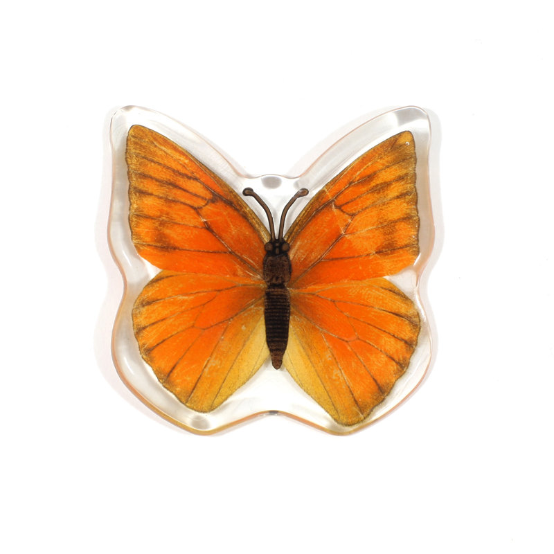 Magnet papillon en rabinlá Albatros