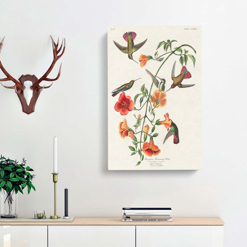 Mango Hummingbirds by John Audubon - Wrapped Canvas Painting, 60cm H x 40cm W x 3cm D