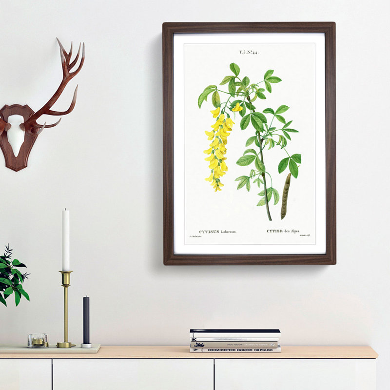 Laburnum Flowers in Yellow by Pierre-Joseph Redoute - Picture Frame Graphic Art Print, Walnut Framed, 65cm H x 48cm W x 2cm D