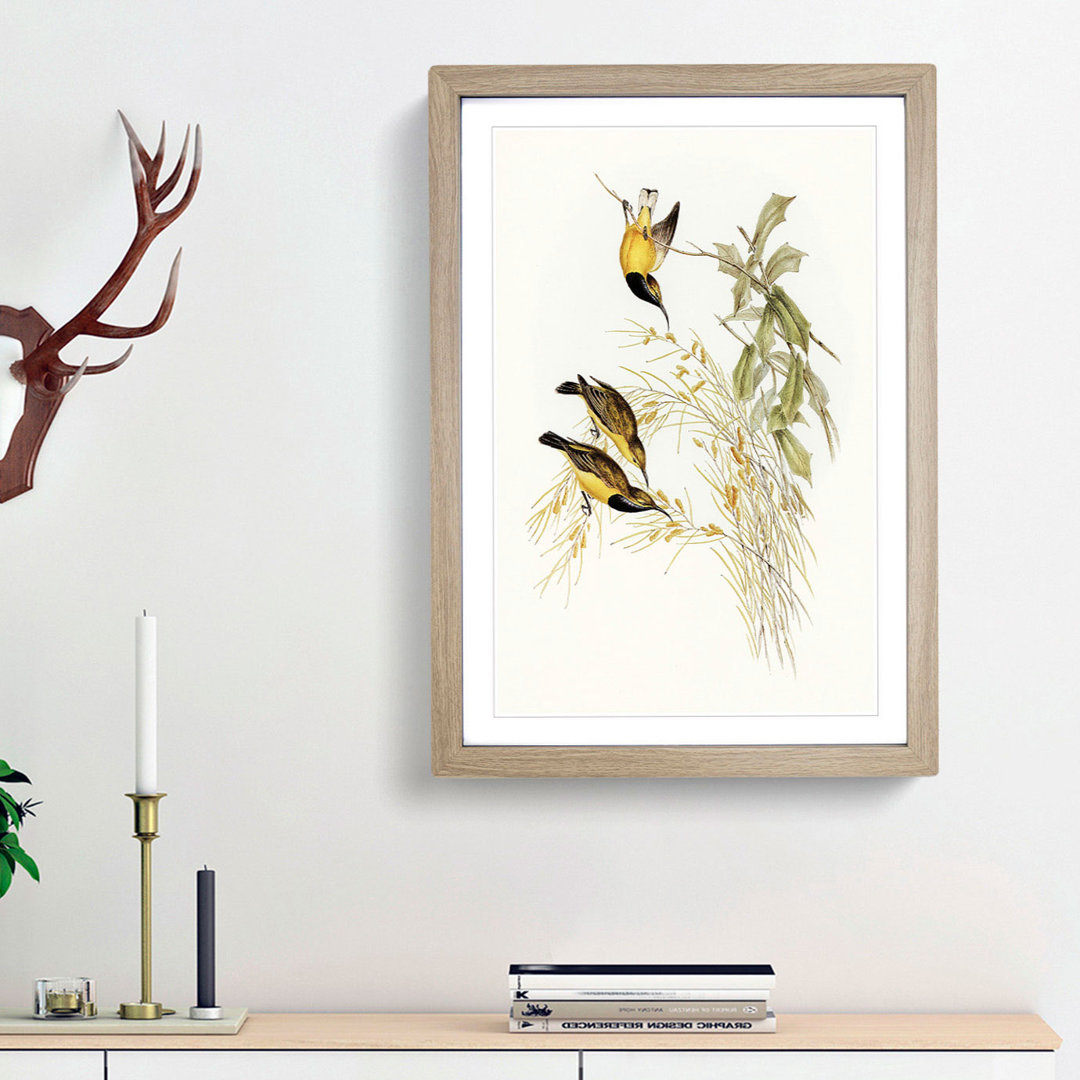 Australian Sunbirds by Elizabeth Gould - Framed Print