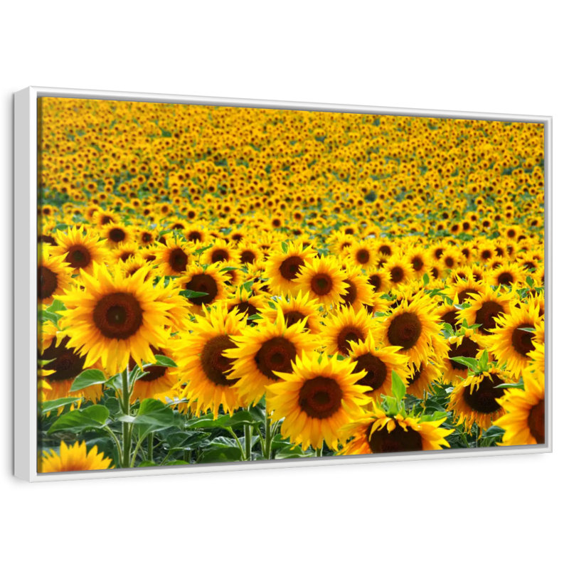 Champ de tournesols sans fin, Cadre flottant blanc, 40 po x 27 po