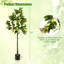 Faux citronnier 63 po en pot-1173117367