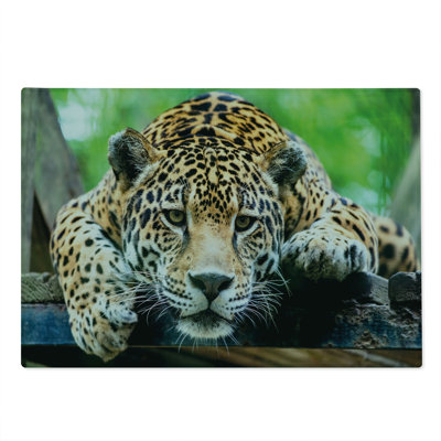 Ambesonne Jungle Cutting Board Large Size Jaguar Wildcat Feline Orange Black Green