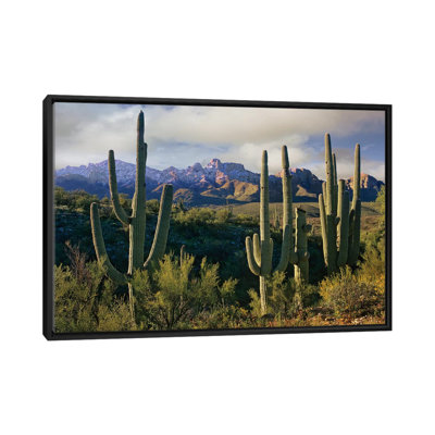 Cactus Saguaro et montagnes de Santa Catalina, Arizona par Tim Fitzharris - Giclée sur toile tendue avec châssis