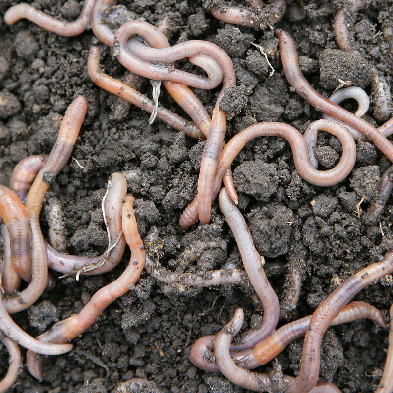 Earthworms Close Up - Wrapped Canvas Print, 122cm H x 122cm W x 3.8cm D