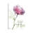 Rose Dynasty I by Albert Koetsier - Wrapped Canvas Print-1881641179