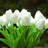 Silk Tulip Arrangement in Vase-1648471070