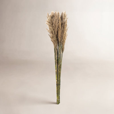 Zellmer 36'' H Preserved Plume Reed Bundle