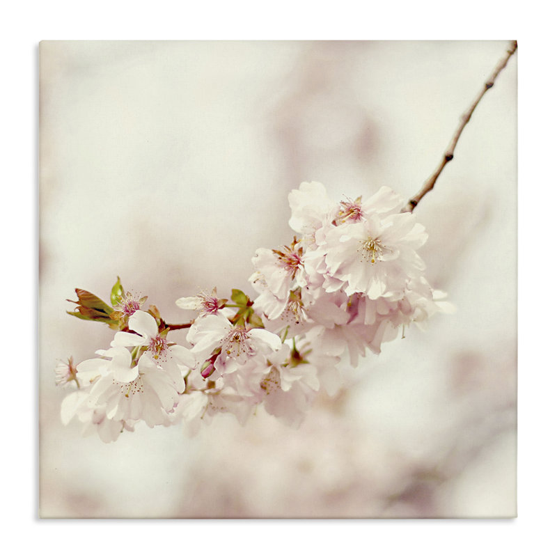 «Delicate Cherry Blossom», art mural sur toile par Sarah Gardner, H 17 po x l 17 po