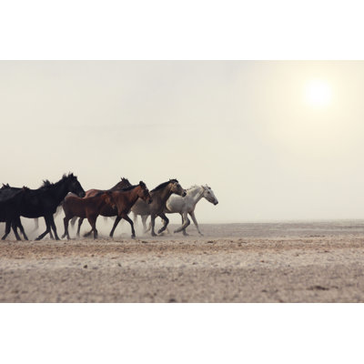 " Plain With Beautiful Horses "