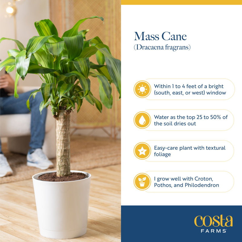 Mass Cane in Grower Pot