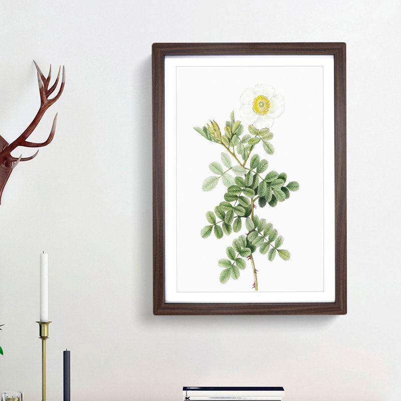 Macartney Rose in White by Pierre-Joseph Redoute - Picture Frame Painting Print, 48cm H x 36cm W x 2cm D, Walnut Framed
