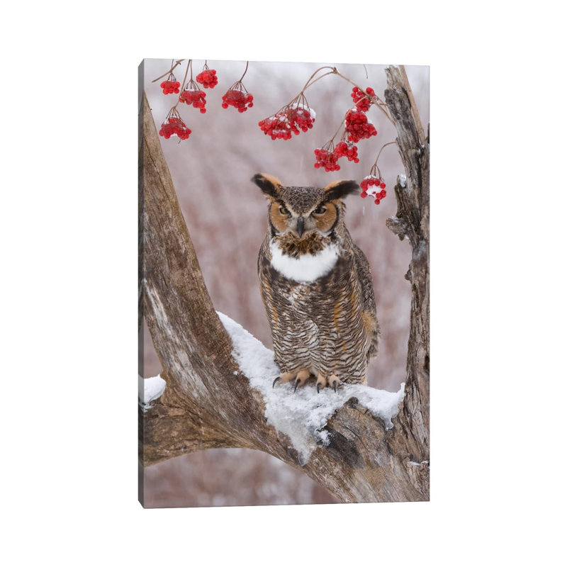 Great Horned Owl in Winter, Howell Nature Center, Michigan 1 Piece Wrapped Canvas Wall Art, 20.32 cm H x 30.48 cm W