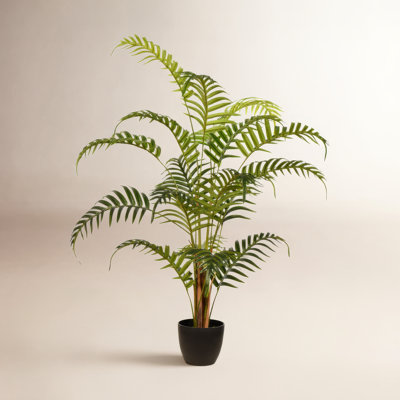 70" Palm Plant in Pot