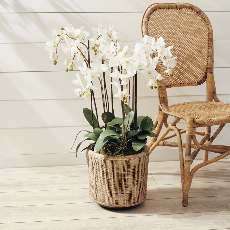 Evan Orchids Arrangement, White