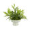 Mountain Fern and Moss Arrangement