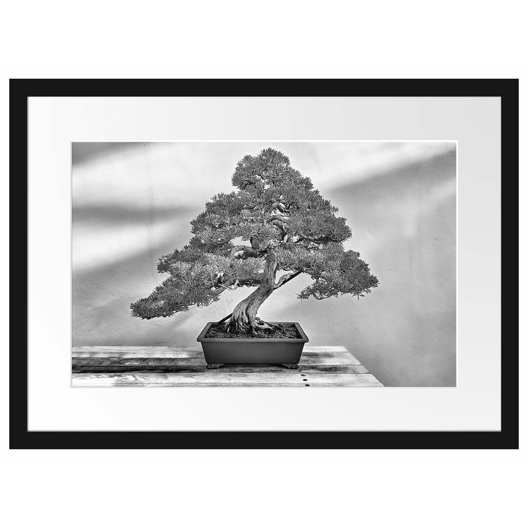 Gerahmtes Poster Bonsai Baum