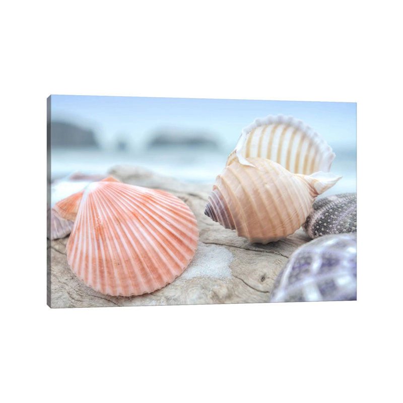 Crescent Beach Shells X by Alan Blaustein - Wrapped Canvas Print, 101.6 cm H x 66.04 cm W x 3.175 cm D