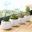 Faux Succulent Plant in Pot
