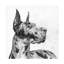 Melissa Wang «Great Dane Portrait II», art sur toile-85678638