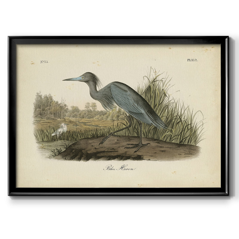 Audubons Blue Heron, reproduction d'art sur toile, Noir, H 18 po x l 26 po x P 1,5 po