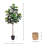 6' Fiddle Leaf Tree with Bamboo Planter