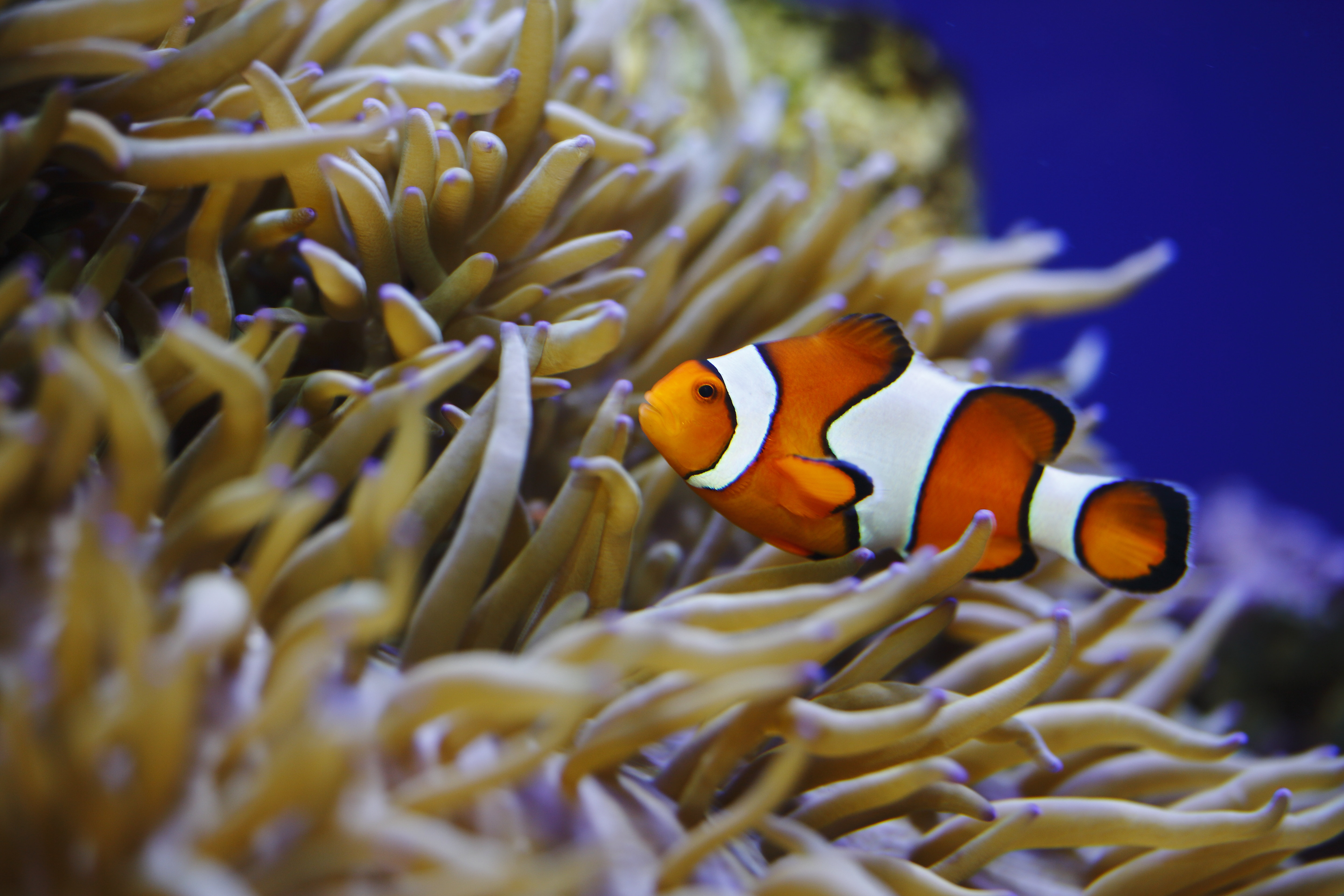 House of Hampton Fish | Wayfair.co.uk