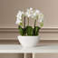 Centre de table orchidée en pot