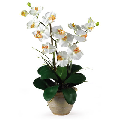 Double arrangement floral d'orchidées en pot Phalaenopsis