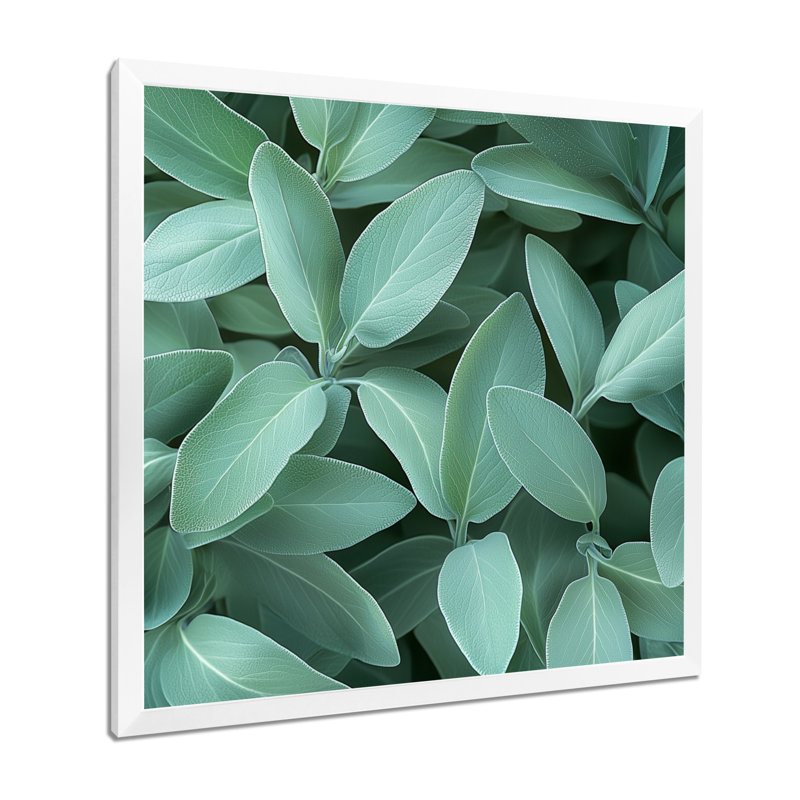 Feuilles de sauge - feuilles, art mural, Reproduction encadrée d'une seule photo, H 16 po x l 16 po, Blanc