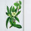 Ensemble de 4 fleurs murales botaniques, décoration pour salon, salle à manger, chambre à coucher, couloir