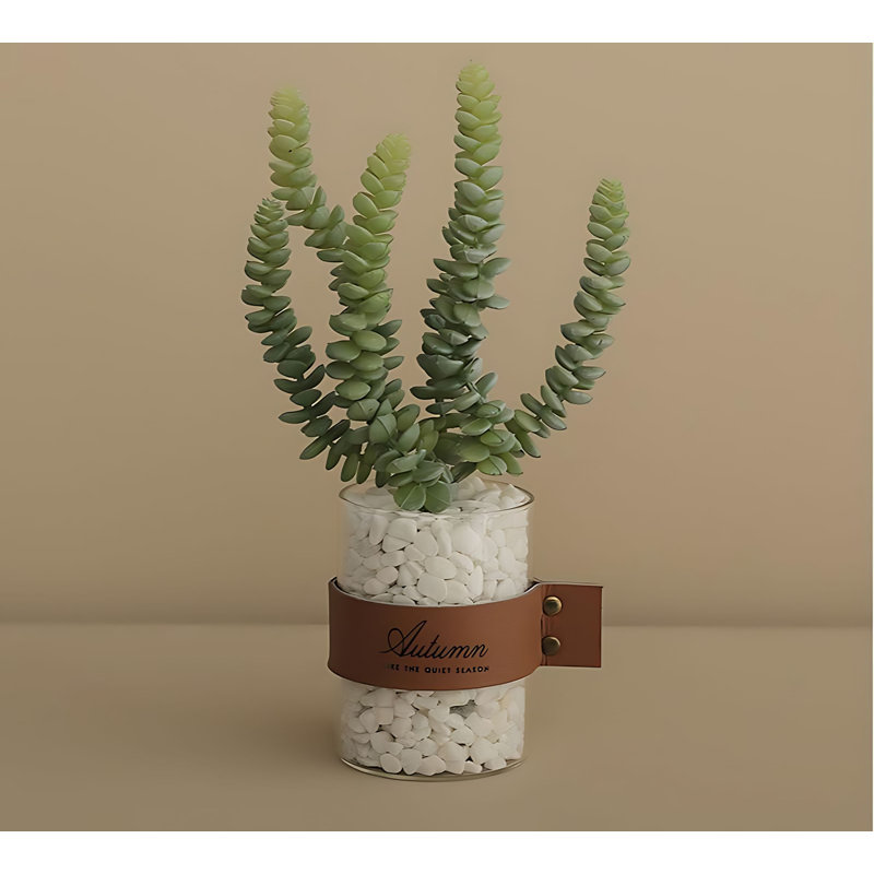 Plante grasse 10,62 po