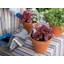 Pot standard Nyack - Naturel (53 cm L x 38 cm H) Grand pot en terre cuite - Intérieur/Extérieur