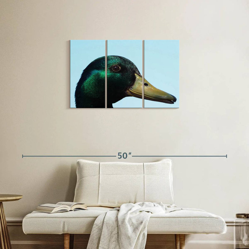 Canard colvert en gros plan, H 20 po x l 33 po
