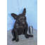 Statue de bouledogue français en bronze de la collection Nifao, élégante décoration canine 12 po x 12 po x H 17 po