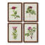 «Pretty Pink Botanicals II», toile encadrée de qualité supérieure - prête à être accrochée-1603343132-1603343133
