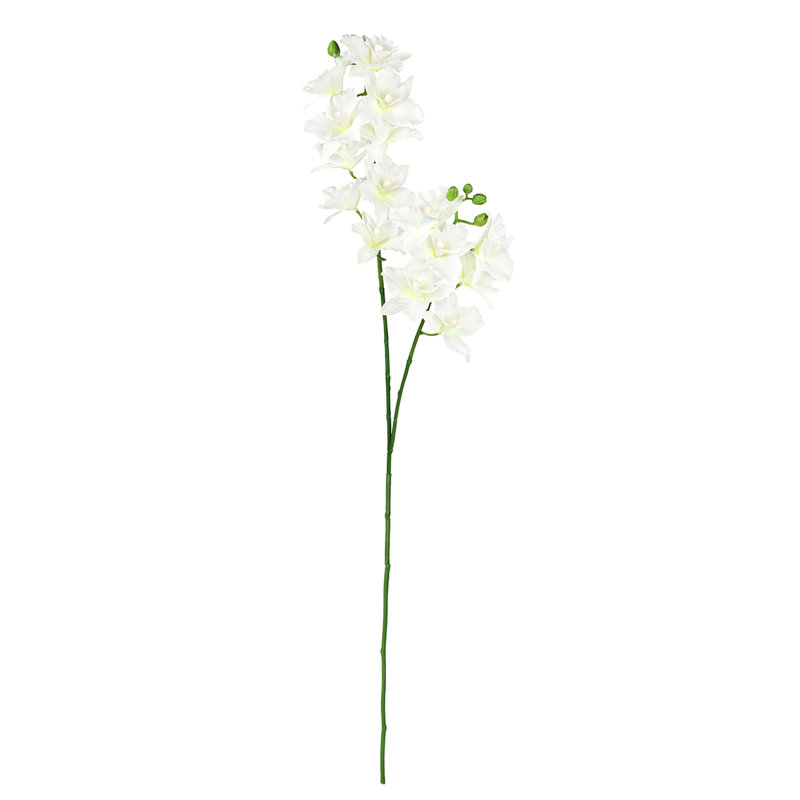 Tige d'orchidée Cattleya, Blanc